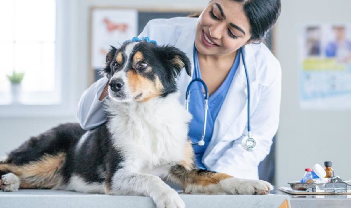 FDA Approves Emergency Treatment for Screwworm in Pets