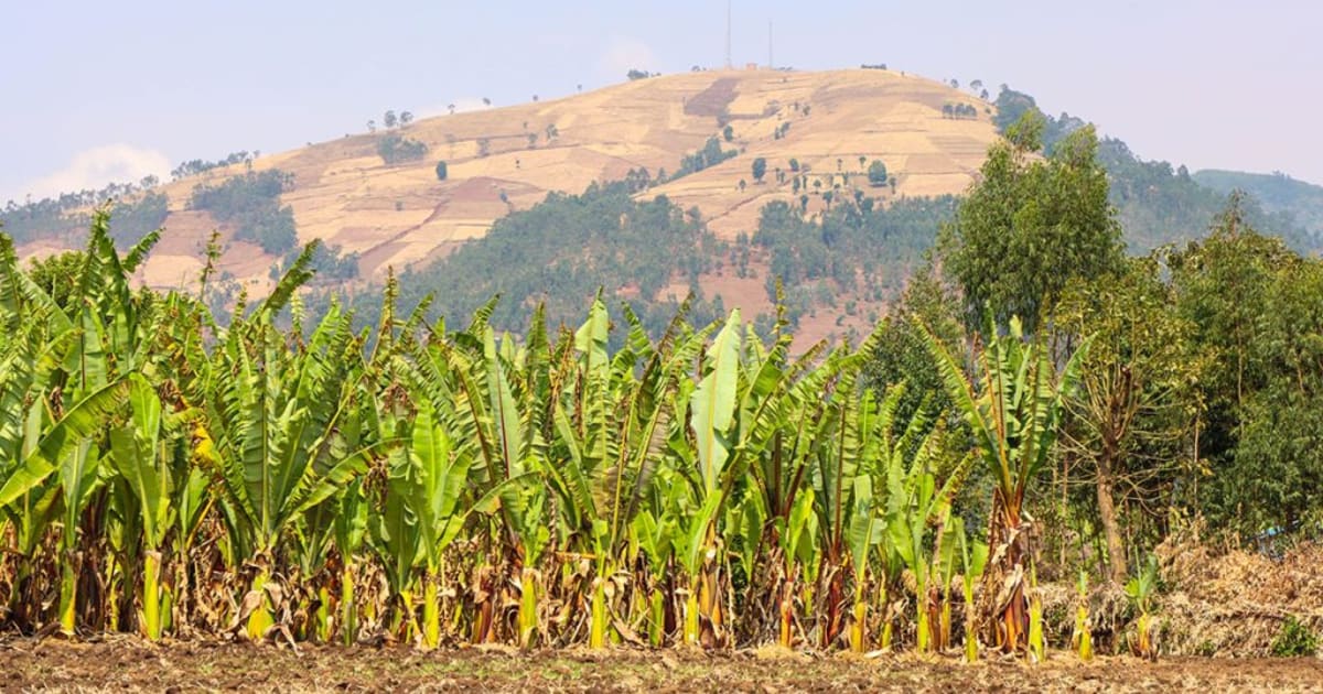 Ethiopia Launches Bold Plan to Transform Food System - Image 2