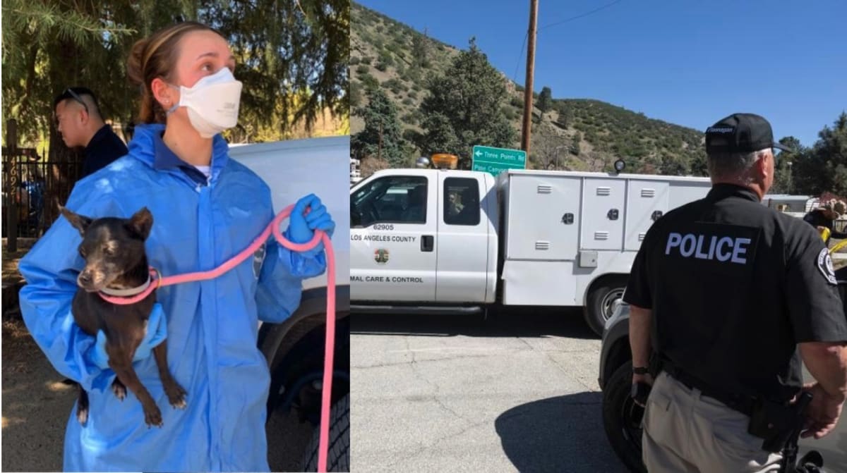 ** Animal control staff caring for rescued dogs at LA County shelter facility