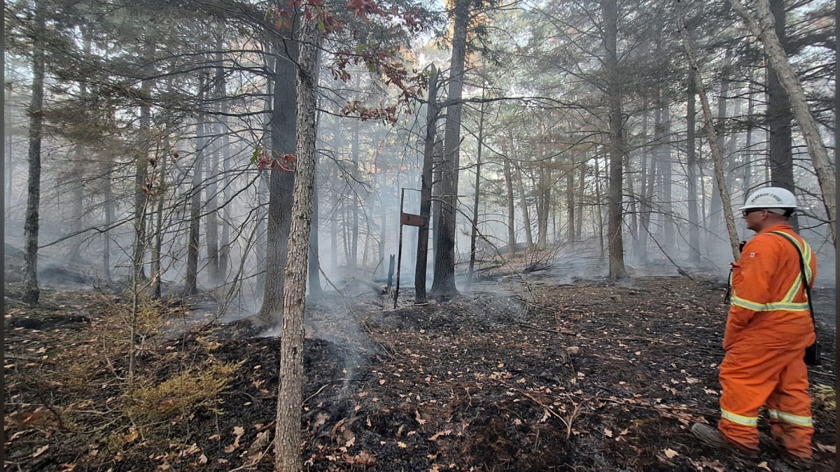 Young tree seedlings being planted in recovered wildfire area in northeastern British Columbia