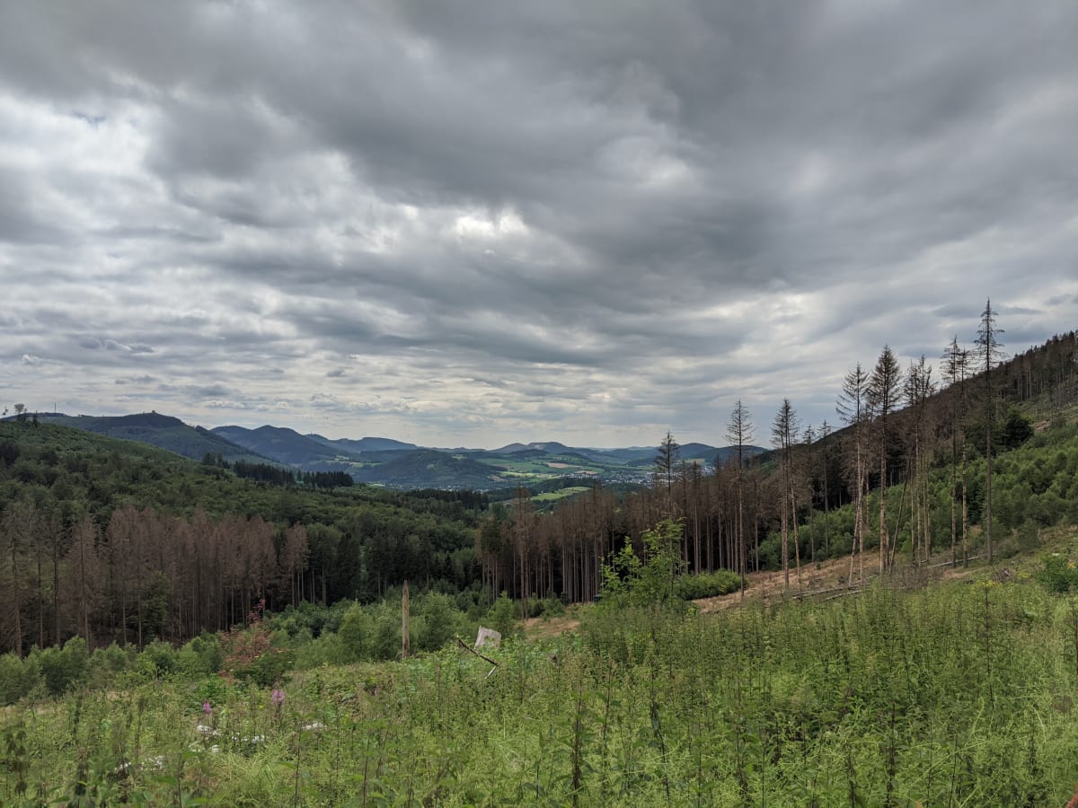 Germany's Forests Bounce Back as Carbon Sinks in 2025