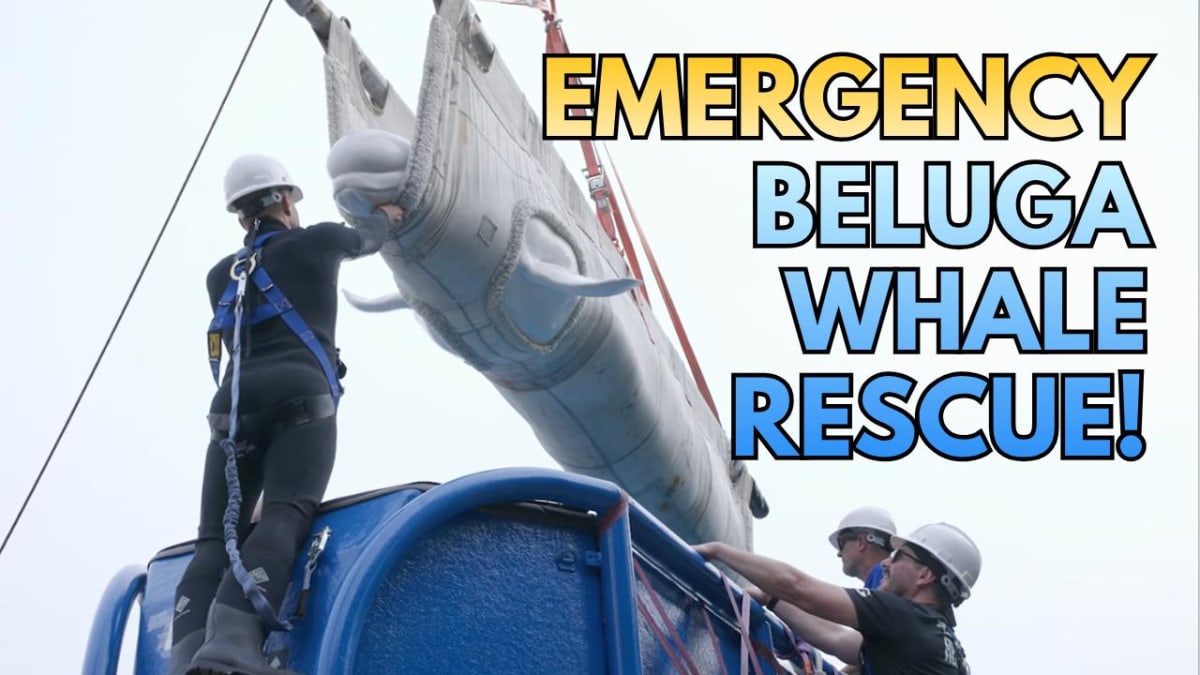 Beluga whale being carefully transported by marine rescue team members in specialized equipment