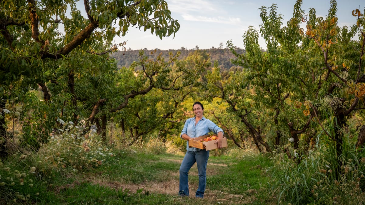 California peach orchard with rows of fruit trees under bright sunny sky