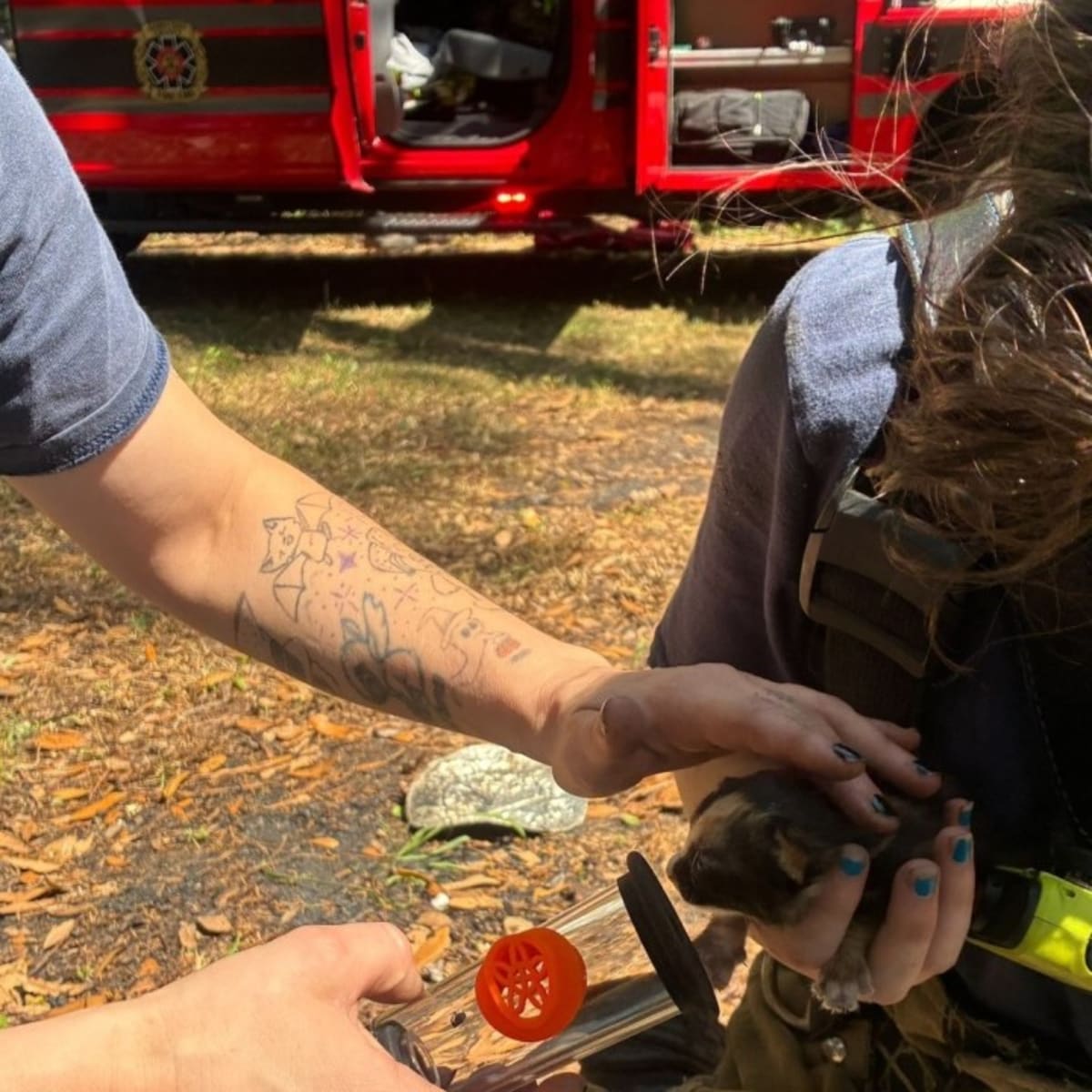 Firefighters Save Newborn Kittens from Burning Home - Image 4