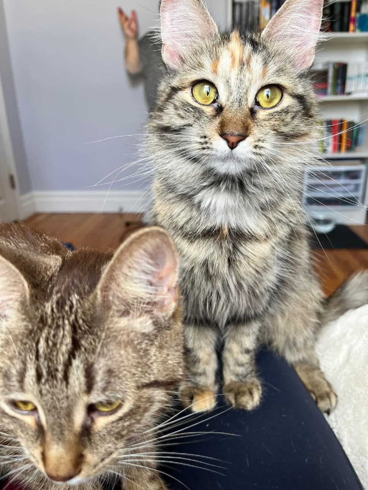 Northern Ontario Cat Rescue Saves 93 in One Month - Image 3