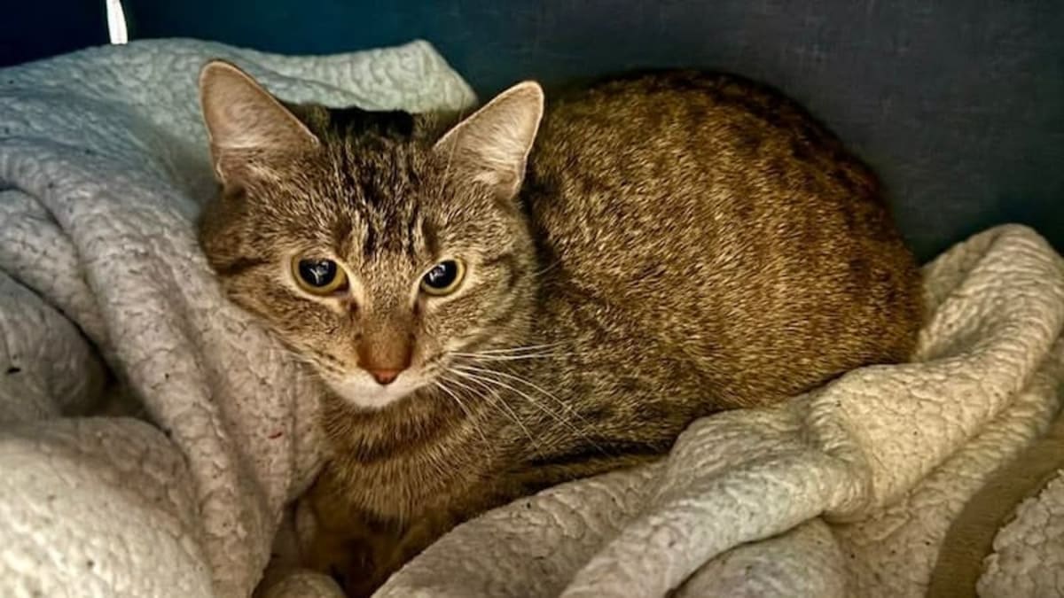 Northern Ontario Cat Rescue Saves 93 in One Month - Image 4