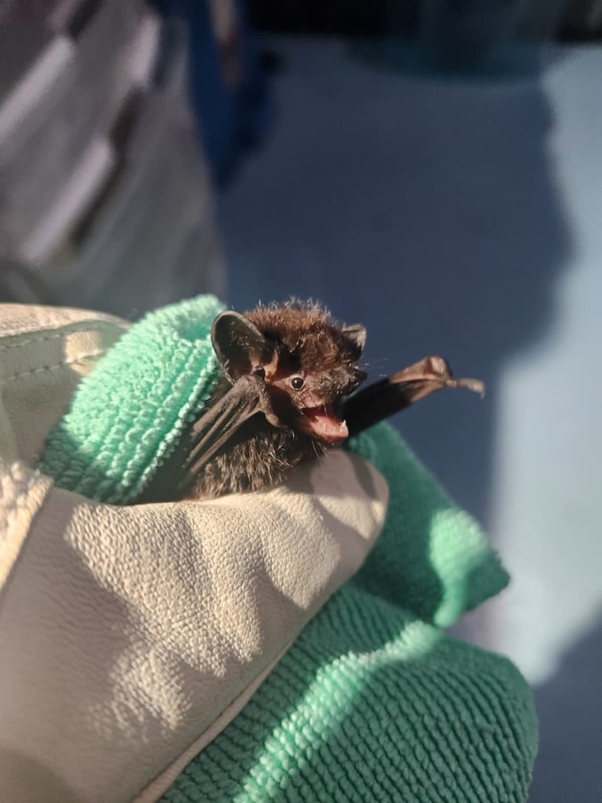 Tiny Bat Gets Life-Saving Surgery in Alberta - Image 3