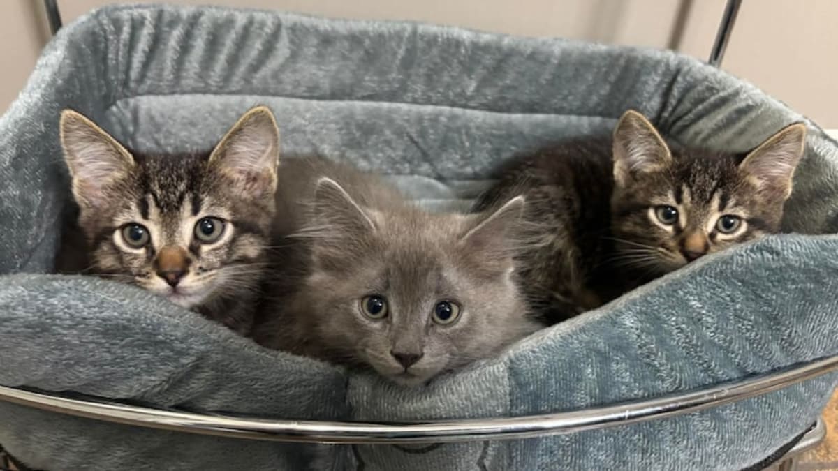 Northern Ontario Cat Rescue Saves 93 in One Month - Image 2