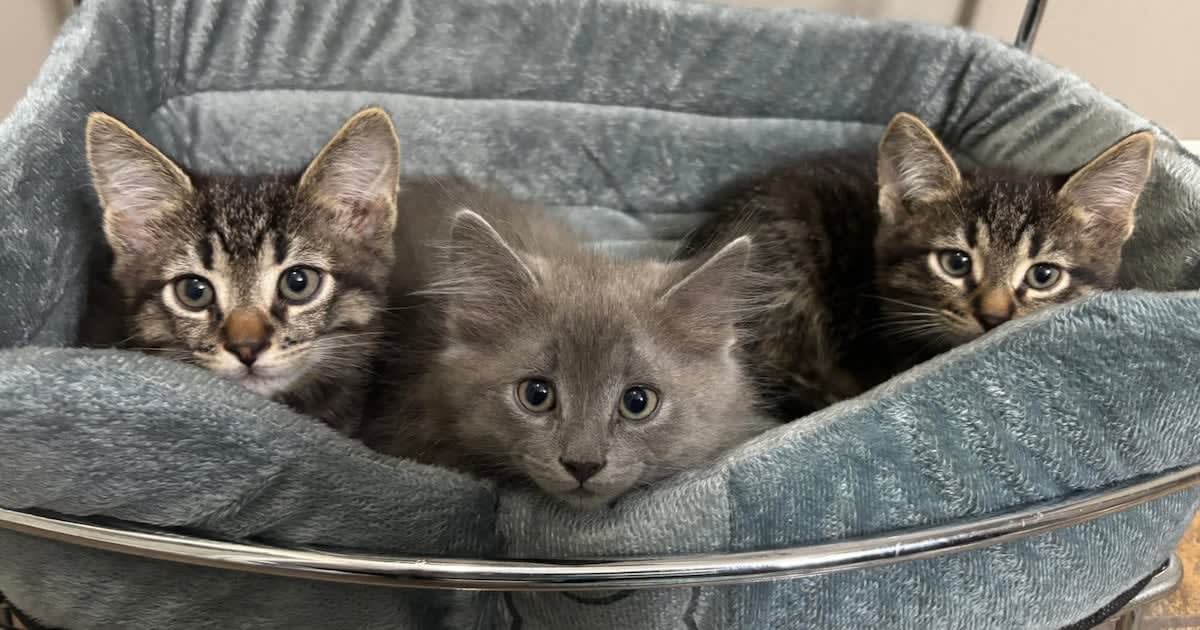 Rescued tabby cat looking healthy and content in foster care with Nickel City Cats