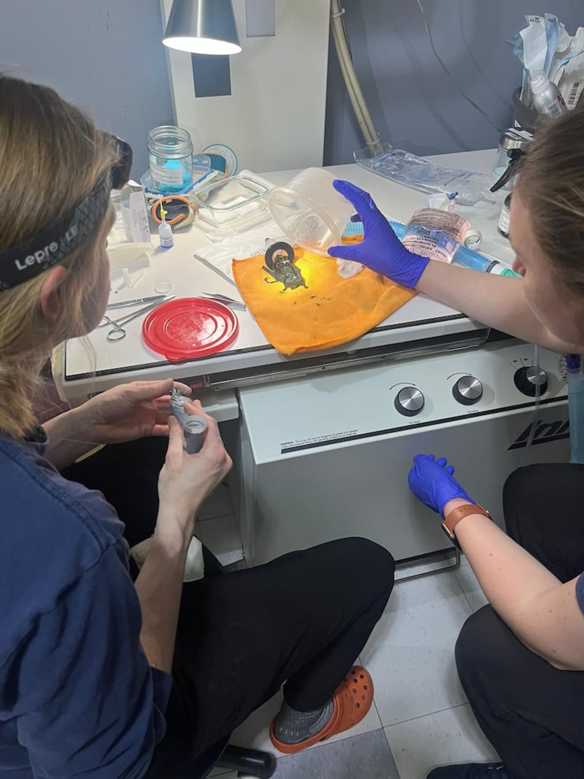 Tiny Bat Gets Life-Saving Surgery in Alberta - Image 2