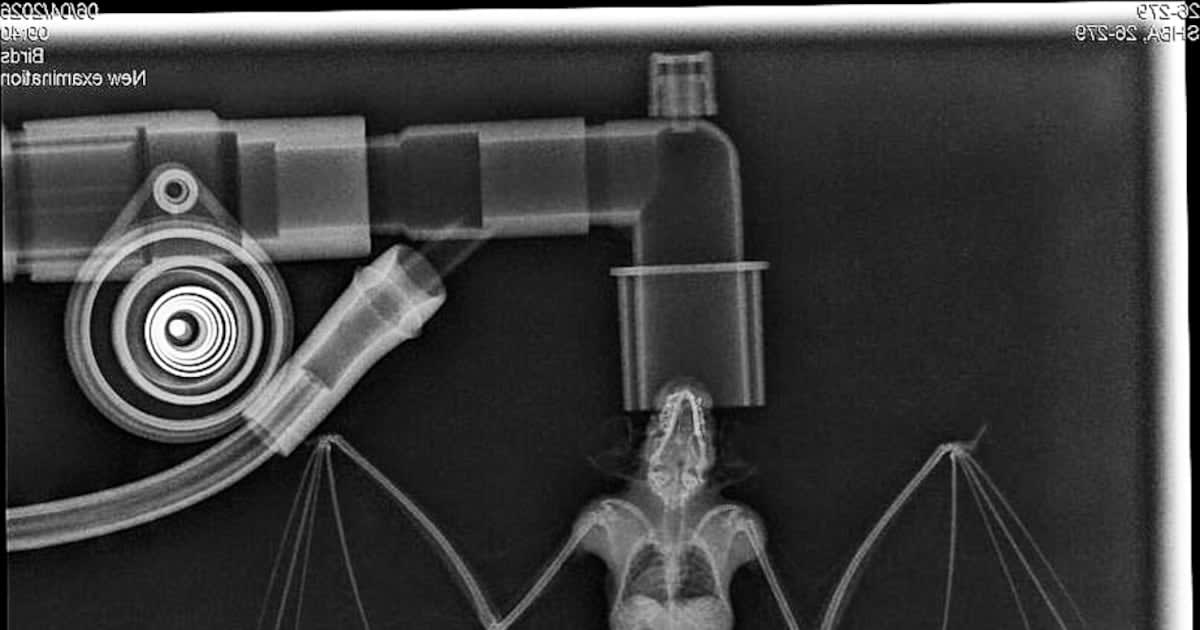Tiny Bat Gets Life-Saving Surgery in Alberta