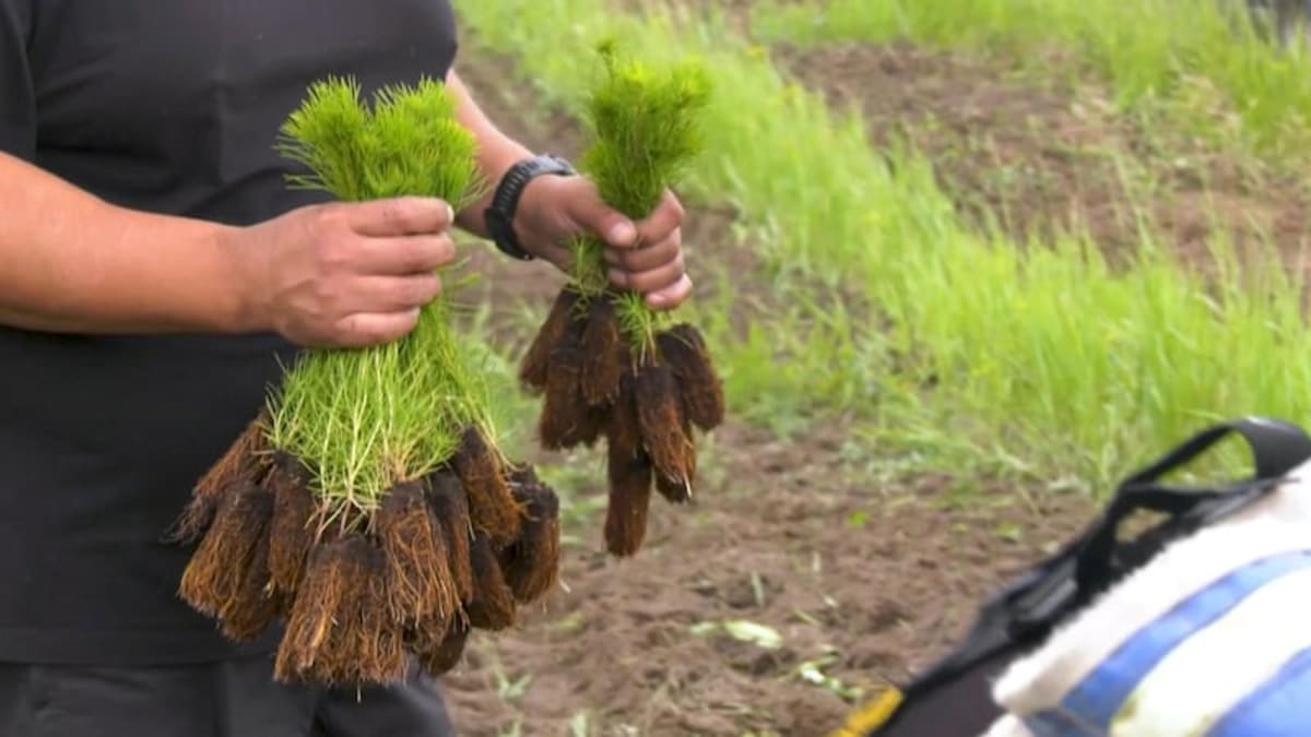 56-Year-Old Tree Planter Attempts 24,000 Trees in 24 Hours - Image 5