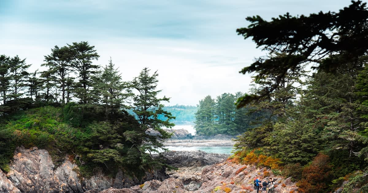 B.C. Launches Major Reforestation After Wildfires