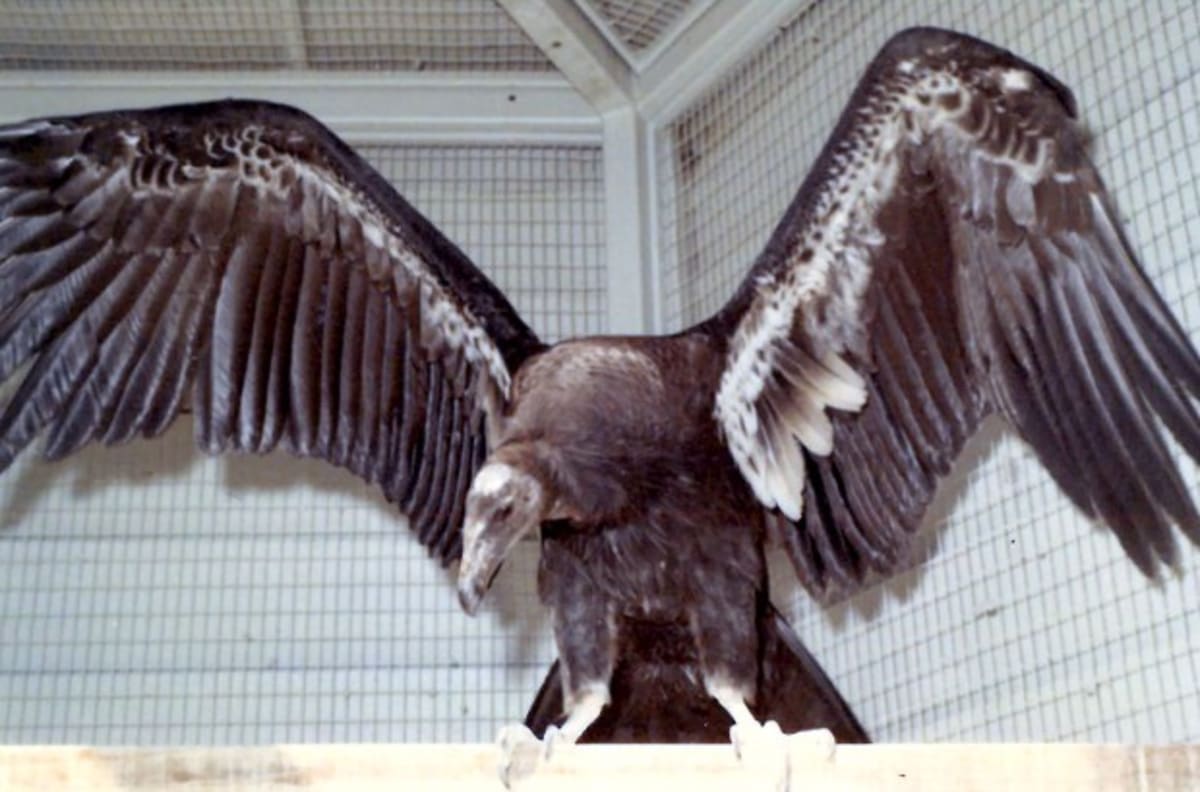 California Condor Topa Topa Turns 60, Saved His Species - Image 5
