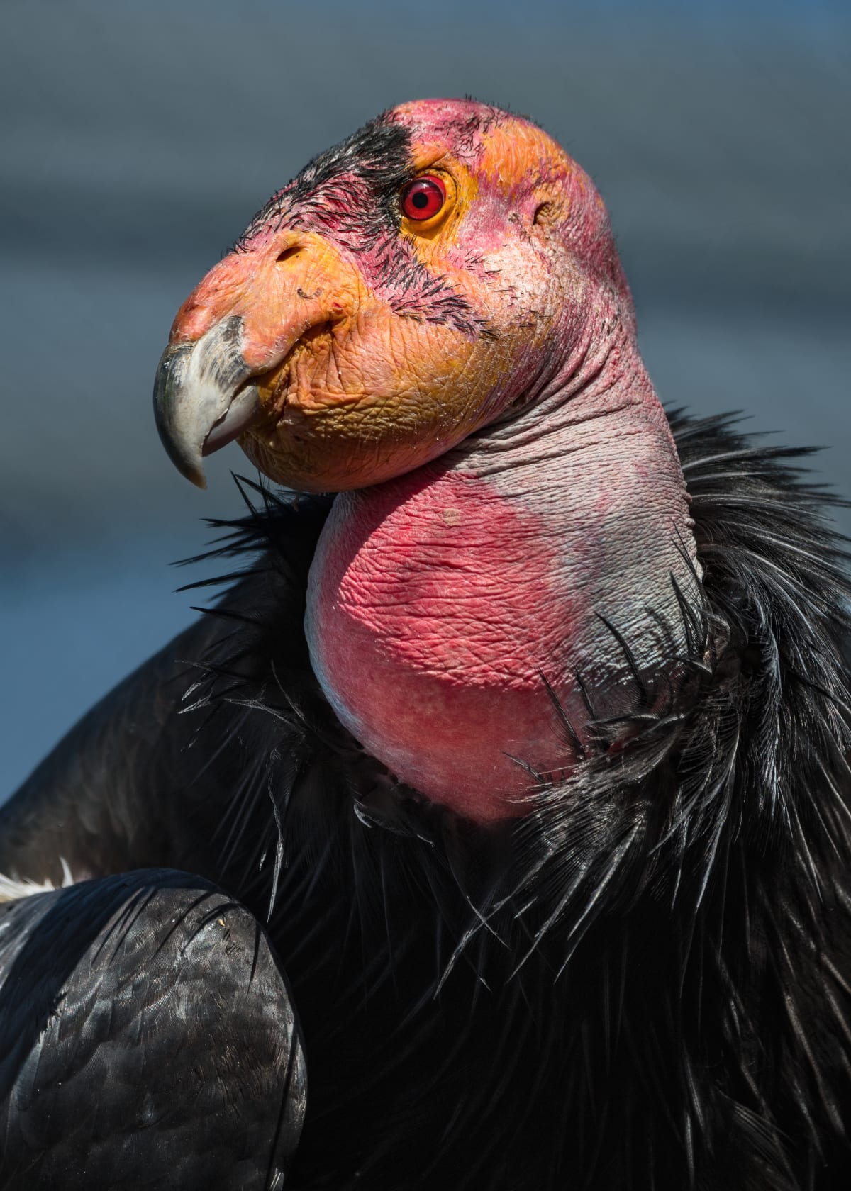 California Condor Topa Topa Turns 60, Saved His Species - Image 4