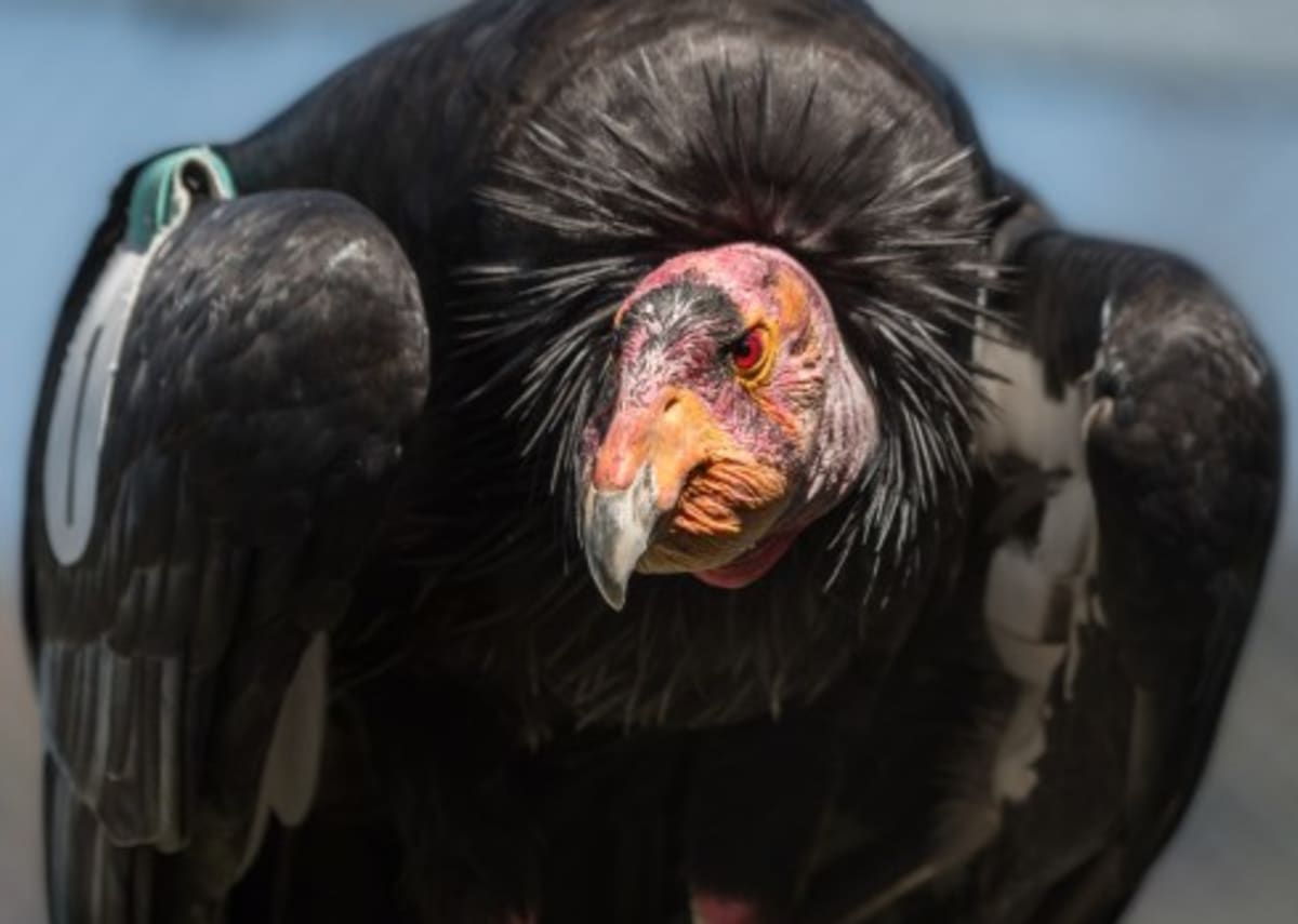 California Condor Topa Topa Turns 60, Saved His Species - Image 3