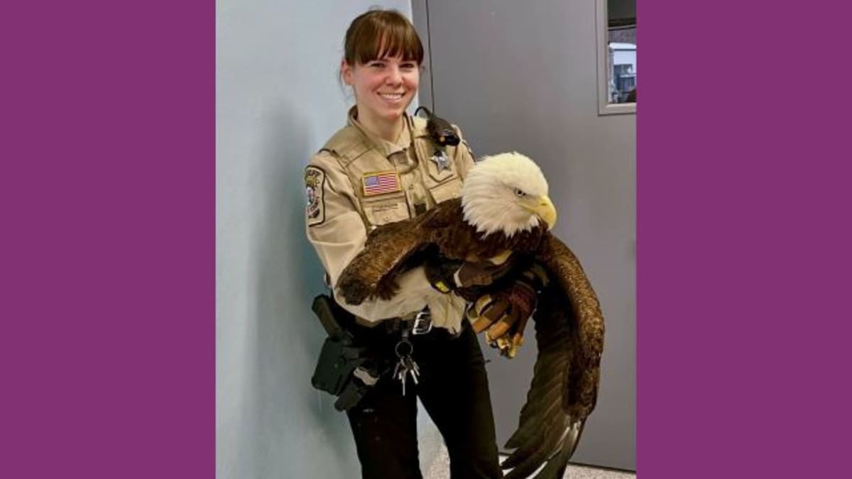 Deputy Rescues Injured Bald Eagle in Virginia - Image 2