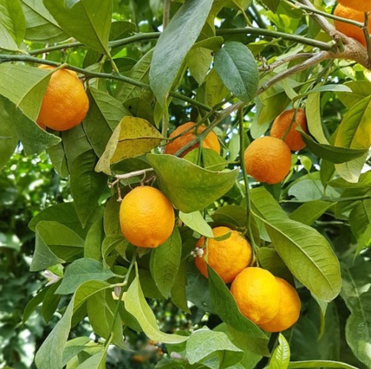 Vibrant orange citrus fruits growing on trees in a South African orchard under blue sky
