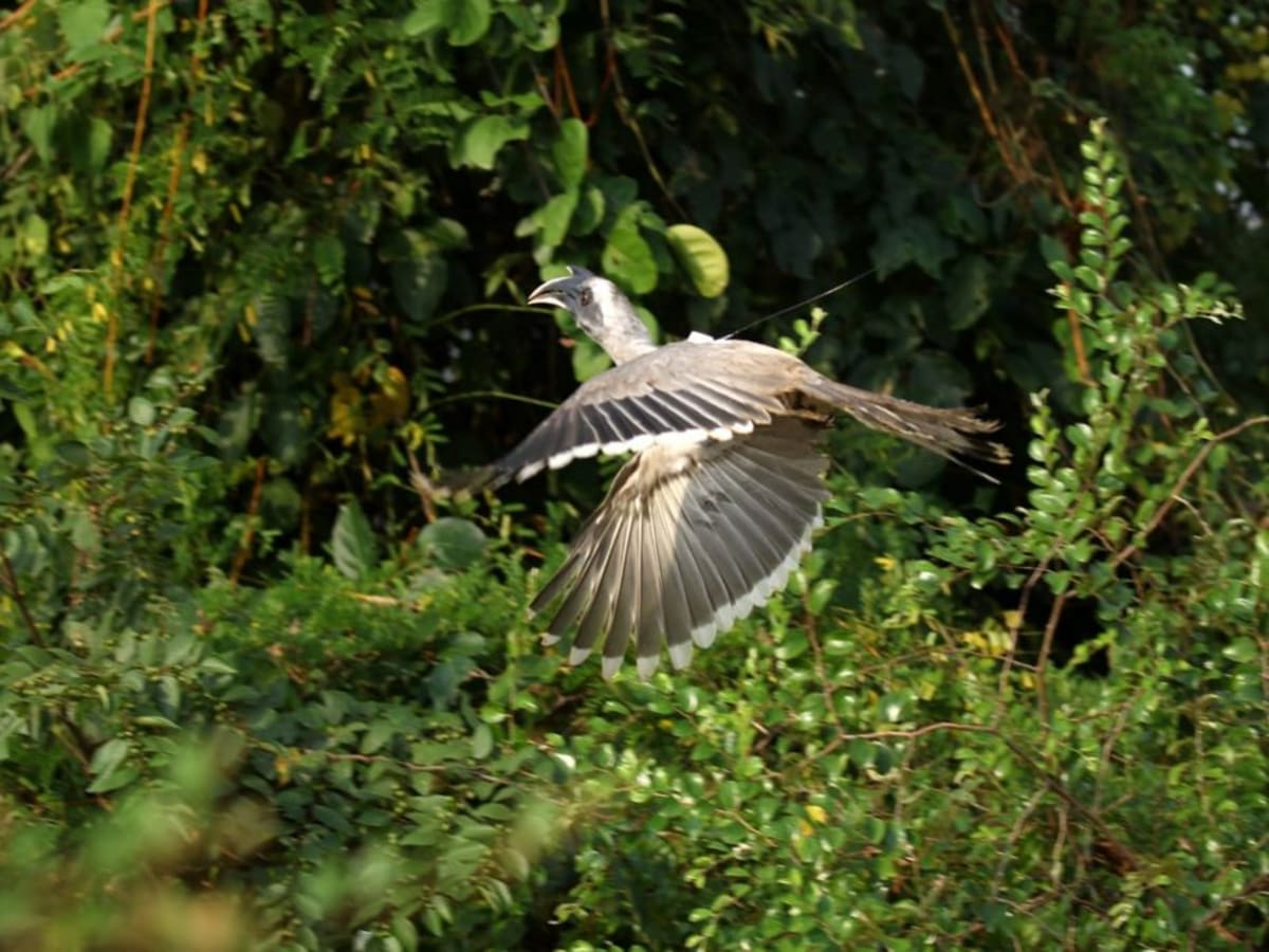 Indian Grey Hornbill perched on branch showing distinctive curved beak in Gujarat forest