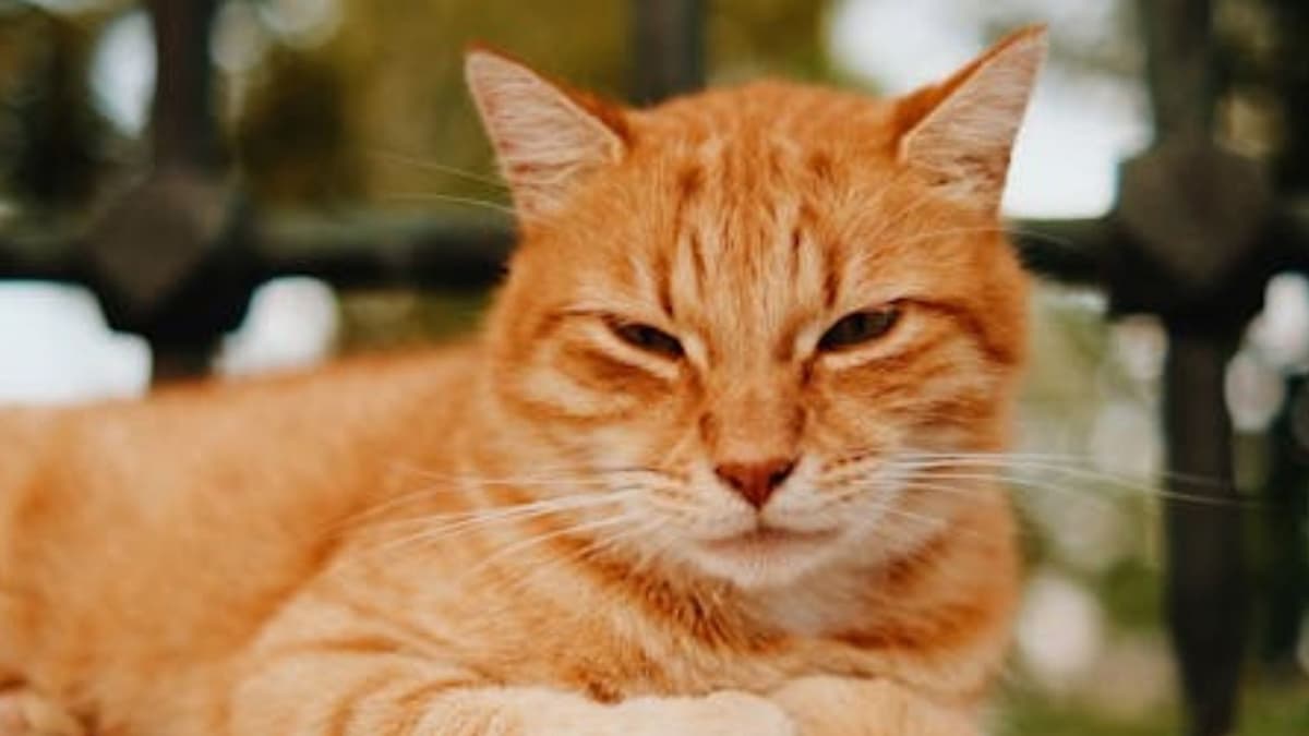 Viral Cat App Stops Doomscrolling with Adorable Intervention - Image 3