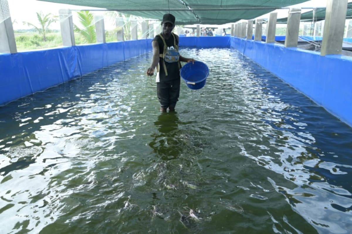 Modern indoor fish farming facility with monitoring technology and recirculating water systems