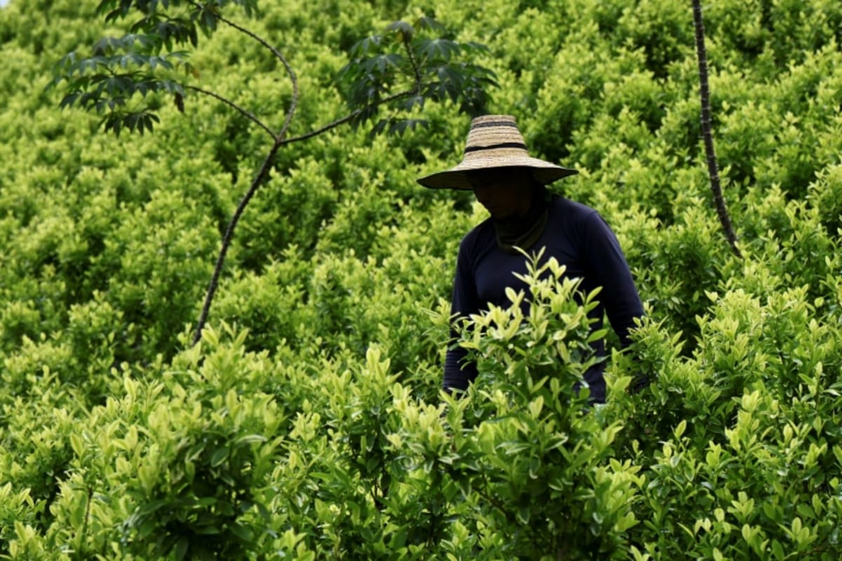 Colombian farmer pulling up coca plants in field to replace with coffee crops