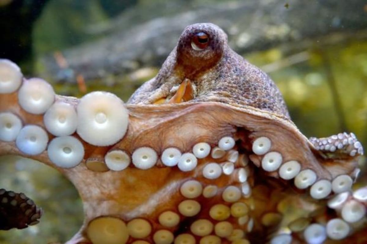 Close-up microscope view of octopus suction cups showing tiny internal spheres that create powerful grip