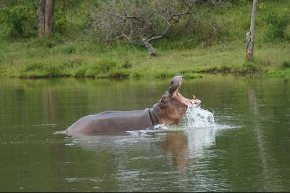 Colombia's Escaped Hippos Are Healing Ancient Ecosystems - Image 3