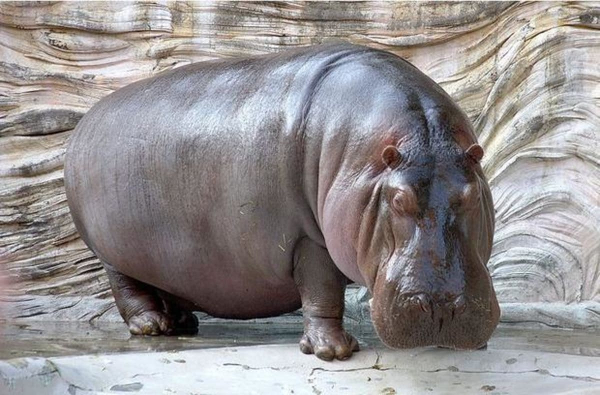 Colombia's Escaped Hippos Are Healing Ancient Ecosystems - Image 4