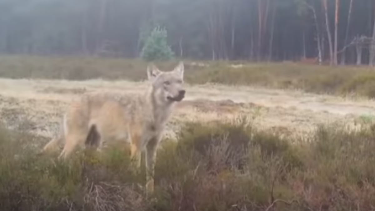Wild wolf walking through Dutch forest landscape in Gelderland nature reserve