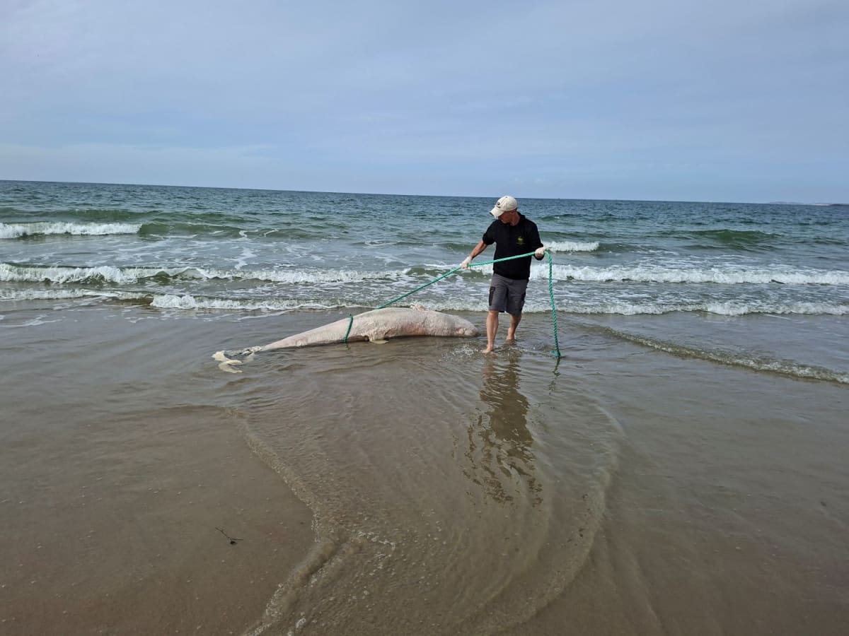 White dolphin carcass on Dutch beach identified as rare Risso's dolphin species