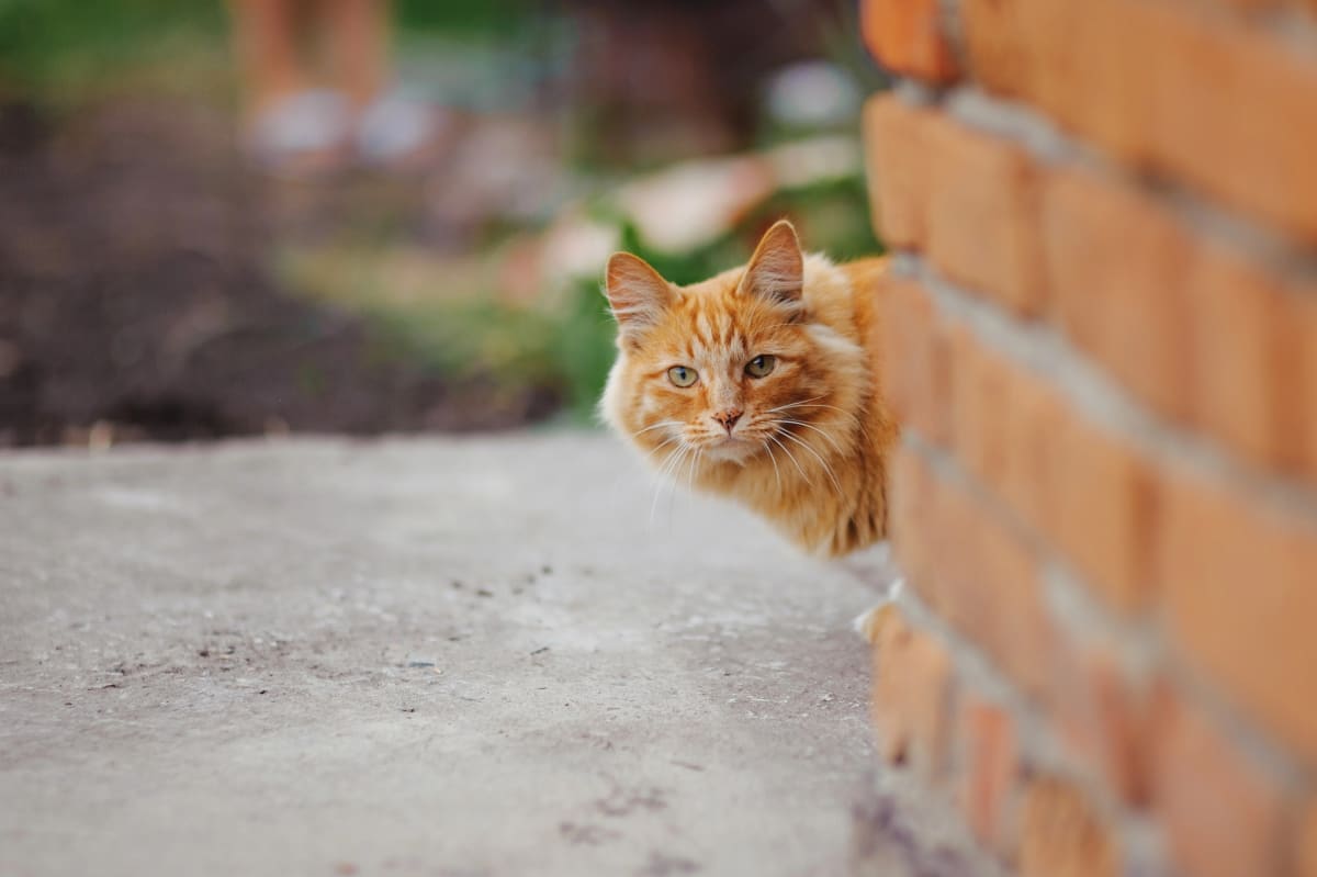 Drone flying over Dutch coastal landscape searching for stray cats with heat-sensing technology