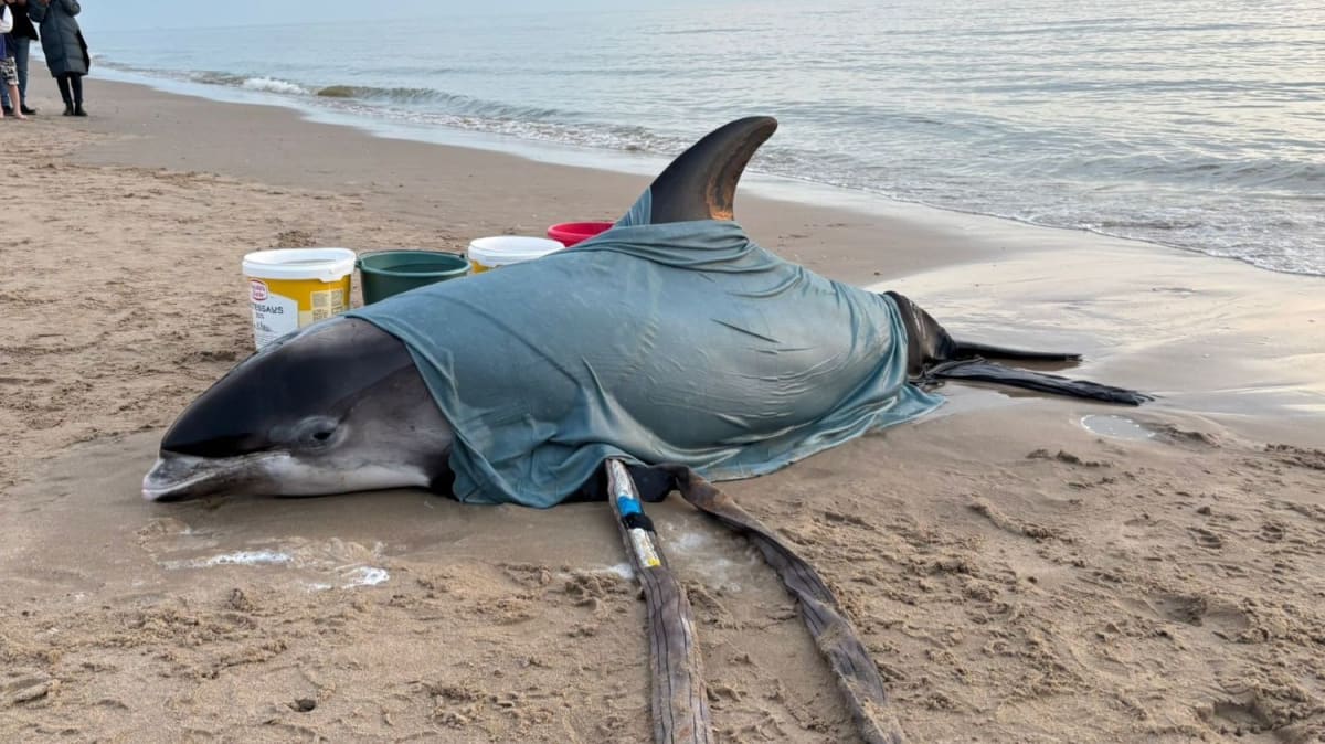 Rare White-Beaked Dolphin Rescued Alive in Netherlands