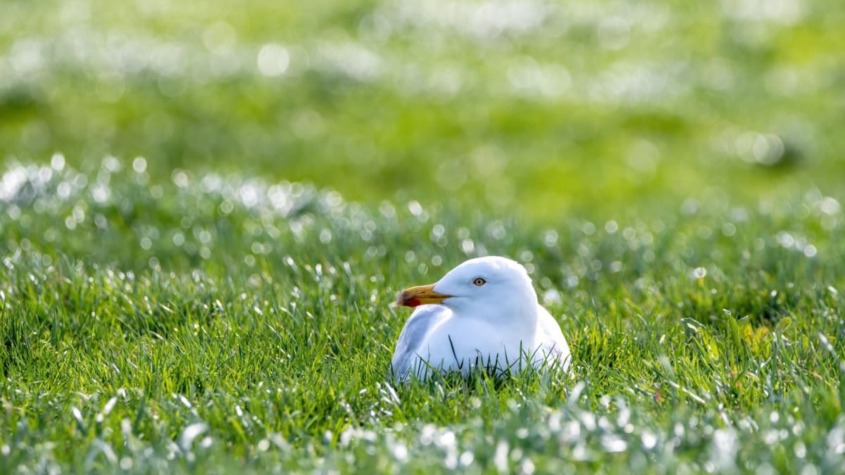 Seagull sitting on nest near football goalpost with protective tape around area