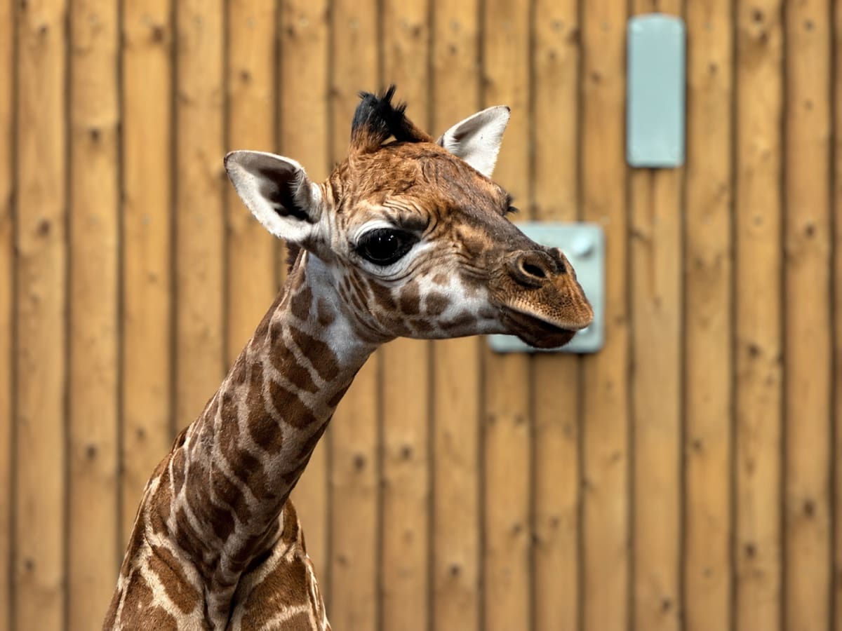 Dutch Zoo Welcomes First Male Giraffe After 3 Sisters