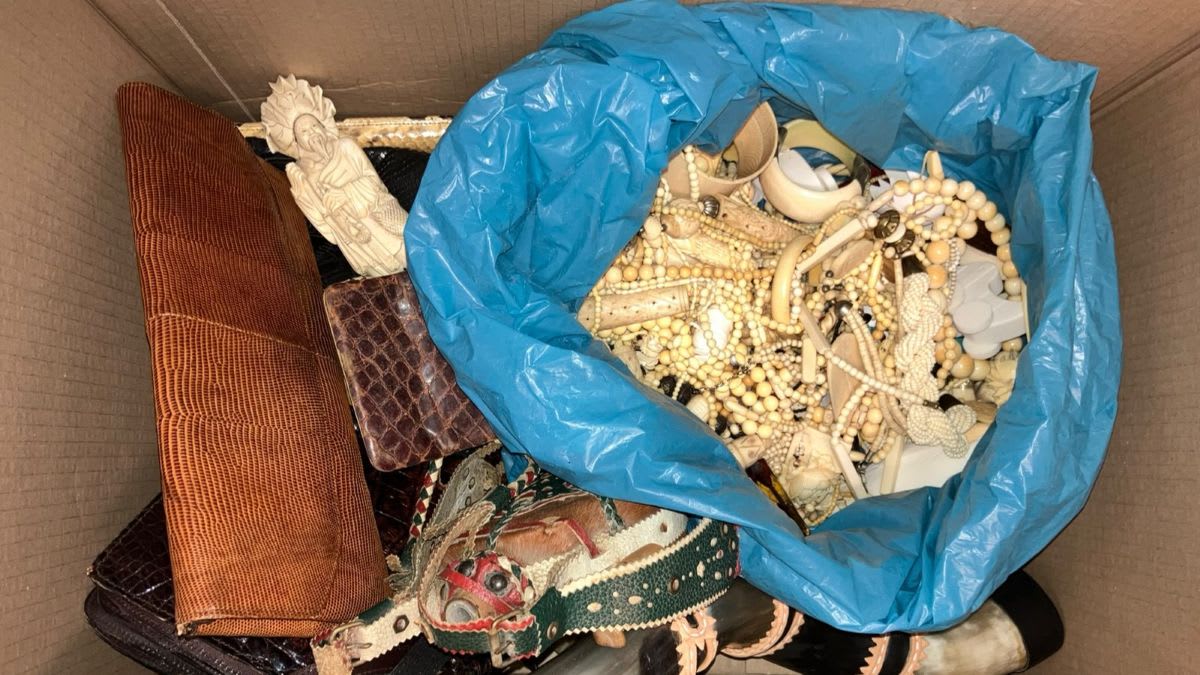 Collection of confiscated ivory items and crocodile leather bags surrendered to Dutch wildlife agency
