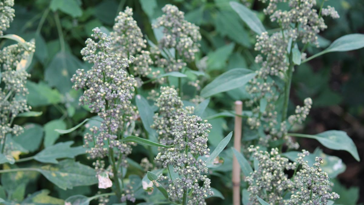 Dutch Farmers Grow Quinoa to Beat Rising Coastal Salt