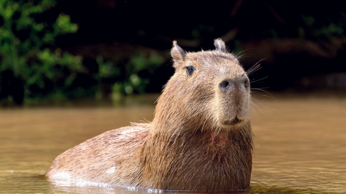 Modern capybara standing near water with desert landscape in background contrast