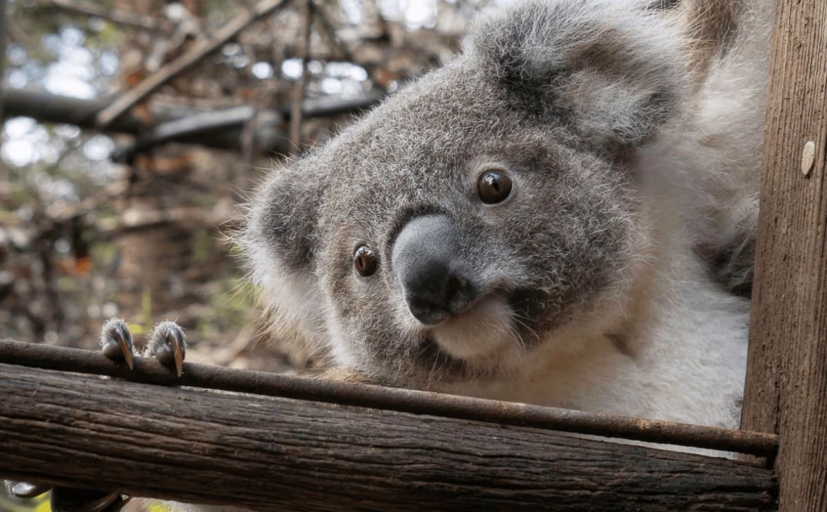 Koala sitting in eucalyptus tree in protected forest habitat in New South Wales Australia