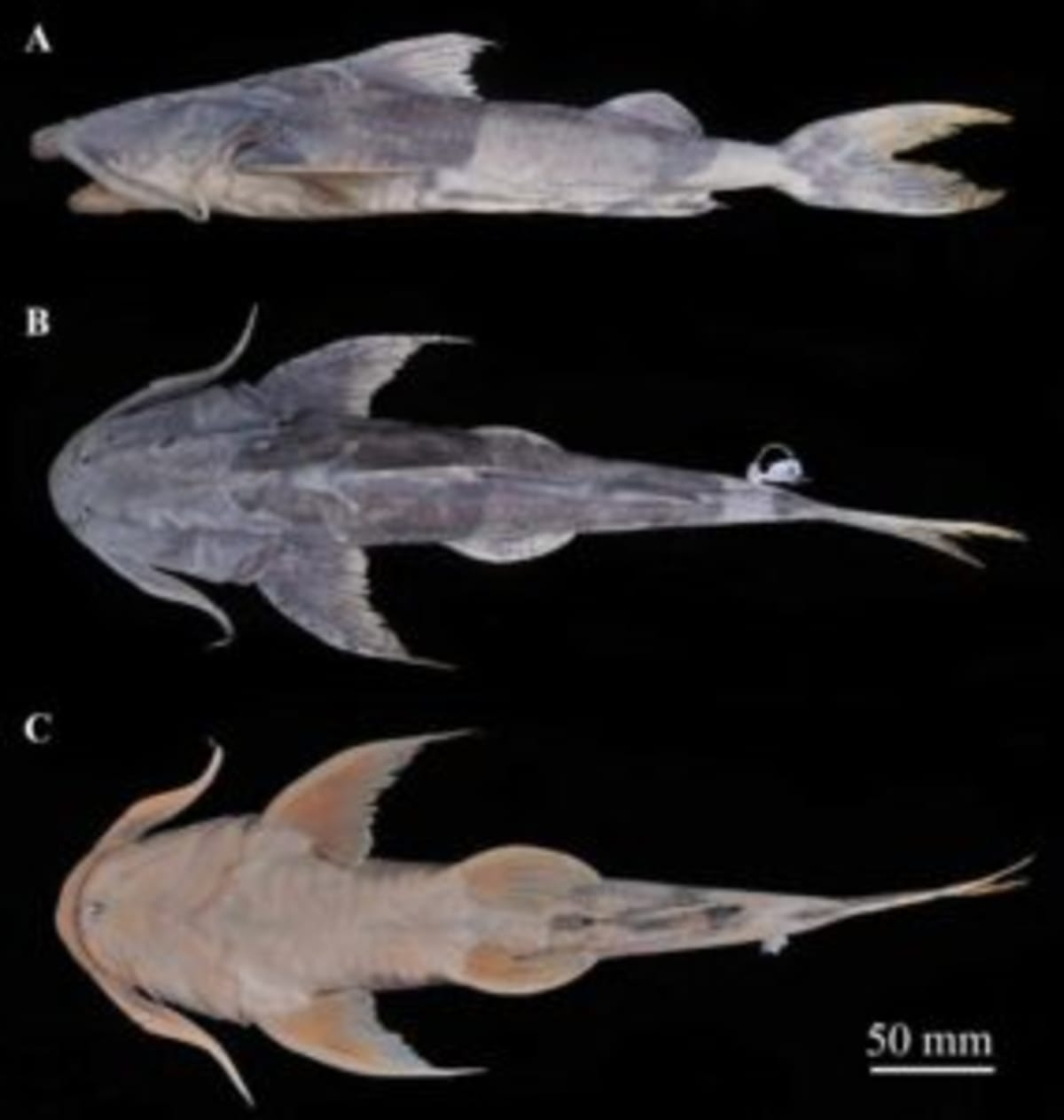 220-Pound Catfish Hid in China Rivers for 80 Years - Image 2