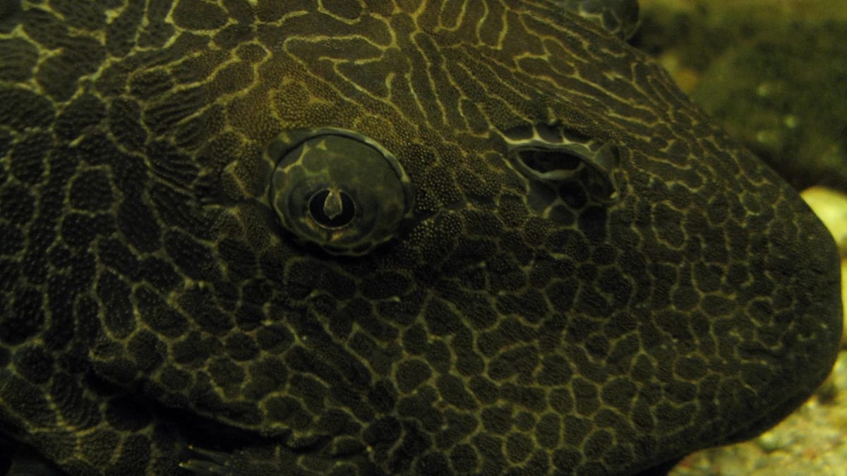 Large armored catfish with pale yellow body covered in gray dots resting on riverbed
