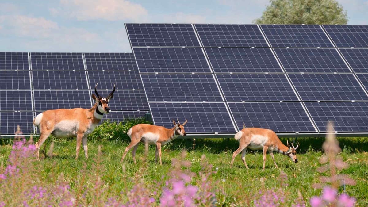 Texas Solar Farm Shelters Two Endangered Species