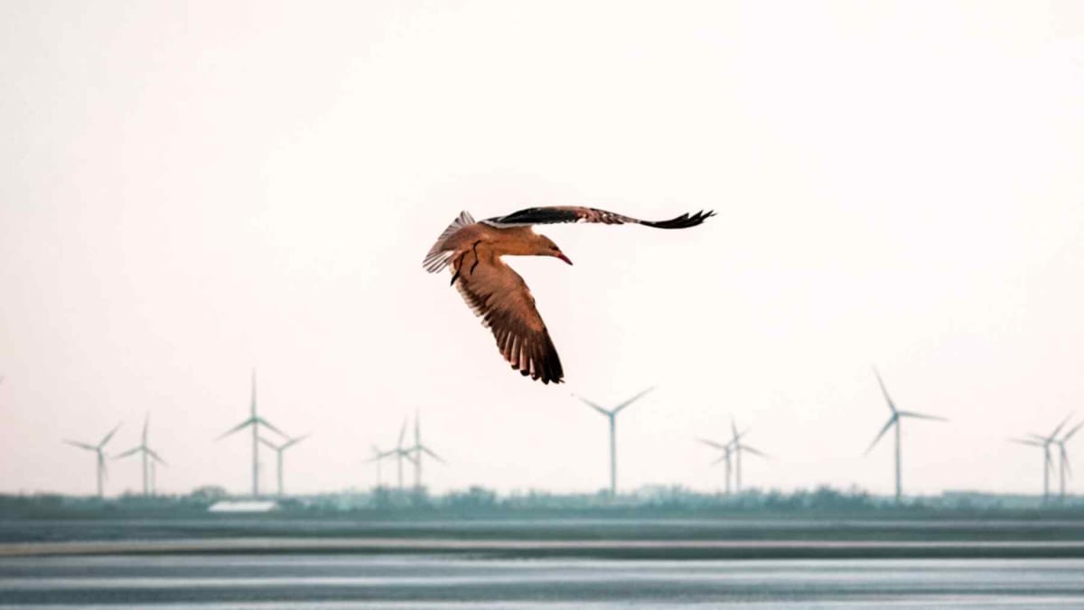 AI Shows Birds Dodge Wind Turbines With Zero Collisions