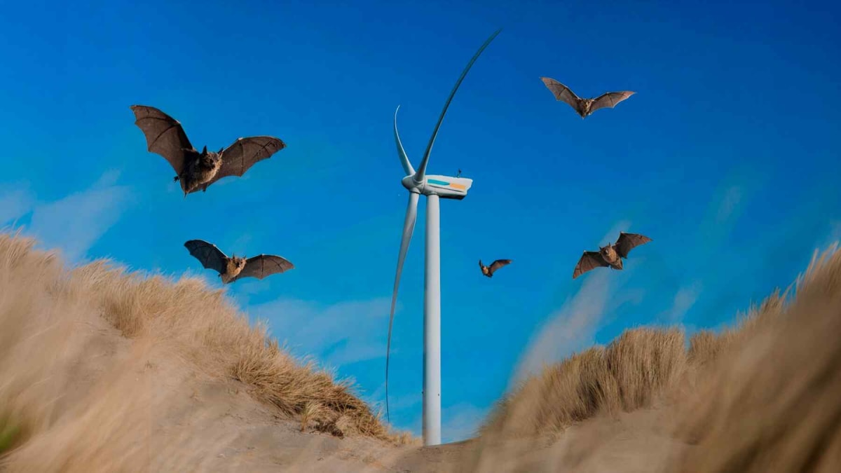 Brown bat flying at dusk near modern white wind turbines against blue sky