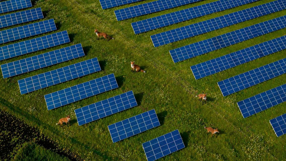 Endangered Foxes Turn California Solar Farms Into New Homes