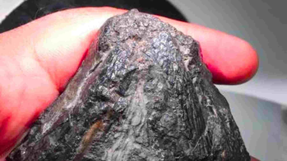 Storm Reveals Two 10-Million-Year-Old Whales in Portugal - Image 5