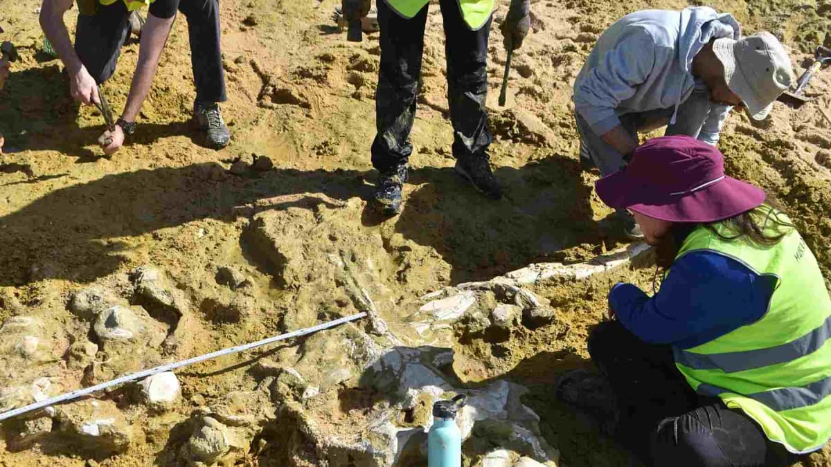 Ancient whale fossil skeleton exposed in coastal rock formation on Portuguese beach