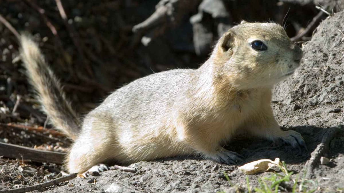 Gophers Helped Mount St. Helens Recover After 1980 Eruption