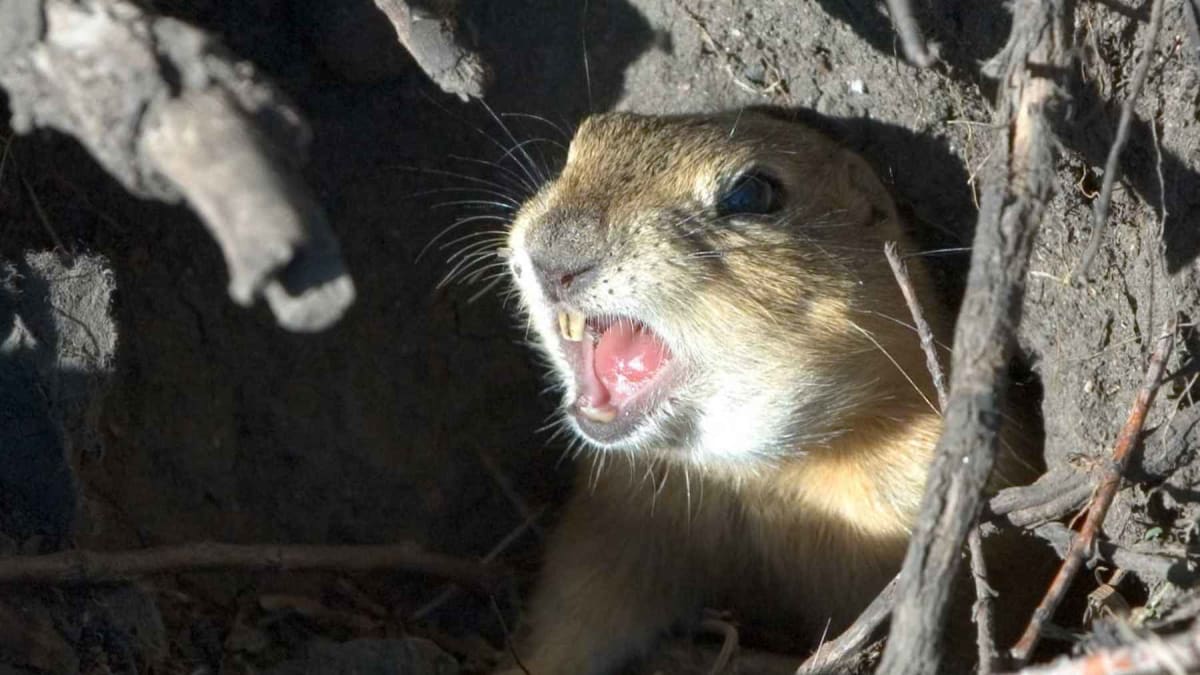 Gophers Helped Mount St. Helens Recover After 1980 Eruption - Image 2