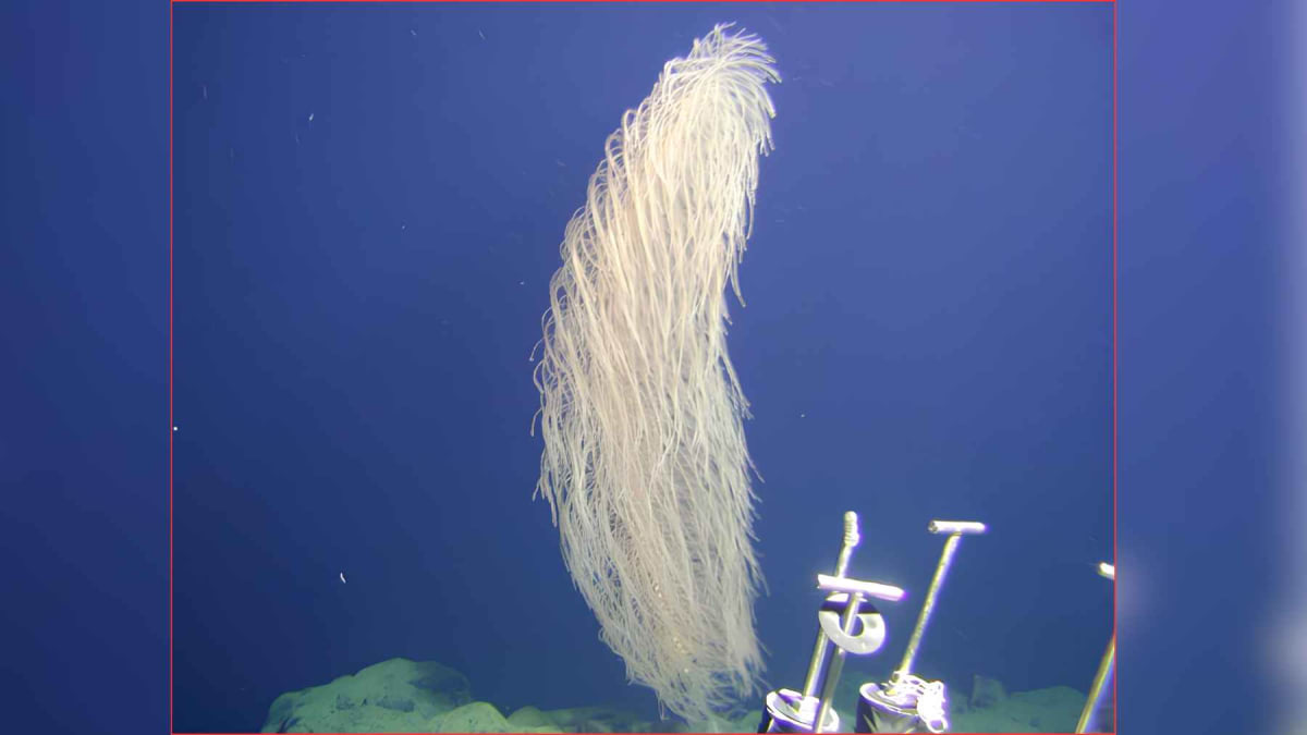 Deep-sea coral with fuzzy hairlike branches resembling Star Wars character Chewbacca on dark ocean floor